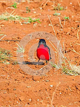 Crimson-breasted shrike, Laniarius atrococcineus. Madikwe Game Reserve, South Africa