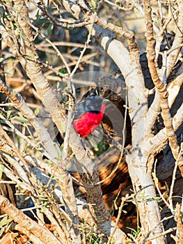 Crimson-breasted shrike, Laniarius atrococcineus. Madikwe Game Reserve, South Africa