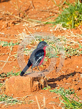 Crimson-breasted shrike, Laniarius atrococcineus. Madikwe Game Reserve, South Africa