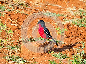 Crimson-breasted shrike, Laniarius atrococcineus. Madikwe Game Reserve, South Africa