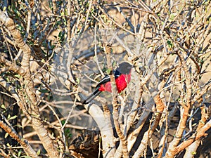 Crimson-breasted shrike, Laniarius atrococcineus. Madikwe Game Reserve, South Africa