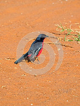 Crimson-breasted shrike, Laniarius atrococcineus. Madikwe Game Reserve, South Africa