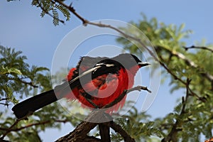 The Crimson-breasted shrike Laniarius atrococcineus  sitting on the branch