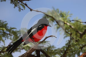 The Crimson-breasted shrike Laniarius atrococcineus  sitting on the branch