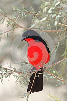 The Crimson-breasted shrike Laniarius atrococcineus is sitting on the branch