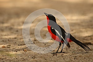 The Crimson-breasted shrike Laniarius atrococcineus  sitting in the dry sand