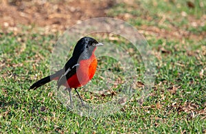 Crimson Breasted Shrike, South Africa.