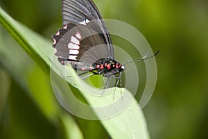 crimson butterfly