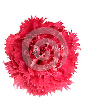 Crimson carnation flower