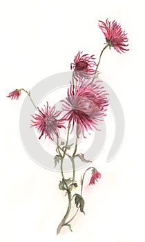 Crimson chrysanthemum flower watercolor painting