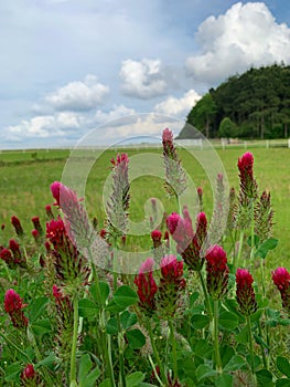 Crimson Clover