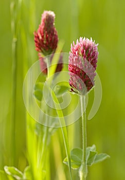 Crimson Clover photo