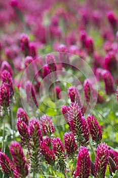 Crimson Clover Crop - Trifolium incarnatum 2 photo