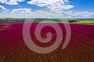Crimson clover field