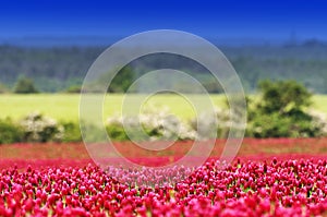 Crimson clover field