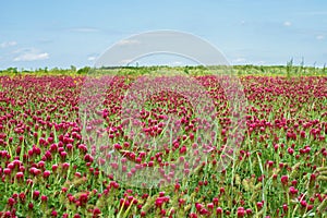 Crimson clover field