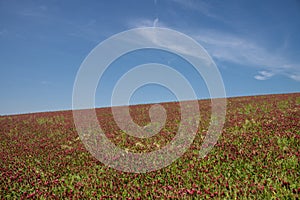 Crimson clover field on a hill, Czech republic