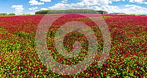 Crimson clover field panorama