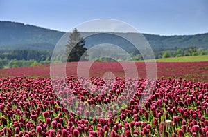 Crimson clover field in summer.