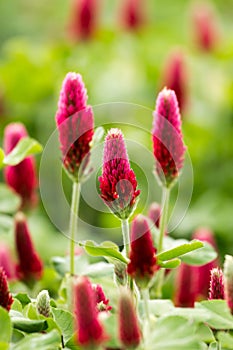 Crimson clover flower