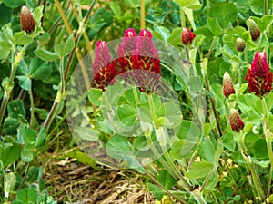 Crimson clover with flower in spring