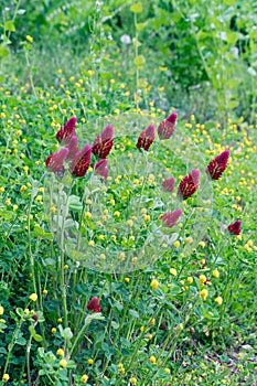 Crimson clover flowers