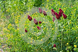 Crimson clover flowers