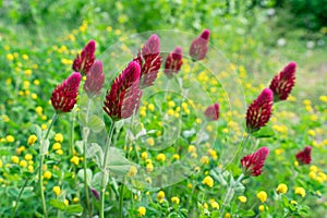 Crimson clover flowers