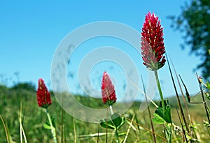 Crimson clover or Italian clover