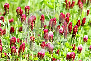 Crimson clover or Italian clover Trifolium incarnatum photo