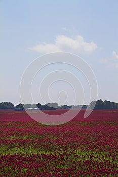 Crimson Clover - Trifolium incarnatum