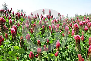 Crimson clover (Trifolium incarnatum)