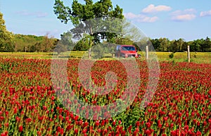 Crimson Clovers and Red Jeep