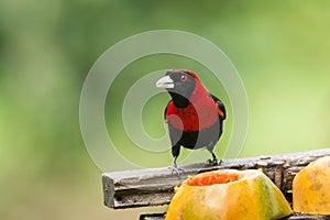 Crimson-collared Tanager