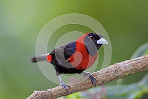 Crimson-collared Tanager  842300