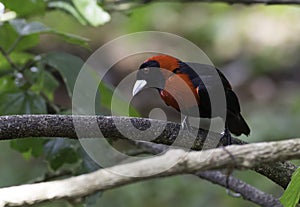 Crimson-collared Tanager (Ramphocelius sanguinolentus)