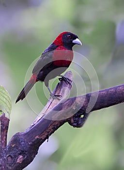 Crimson-collared Tanager Ramphocelius sanguinolentus