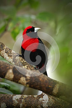 Crimson-collared Tanager, Ramphocelus sanguinolentus, exotic tropic red and black song bird form Costa Rica, in the green forest