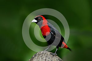 Crimson-collared Tanager, Ramphocelus sanguinolentus, exotic tropic red and black song bird form Costa Rica, in the green forest n