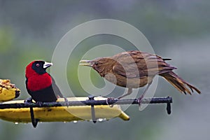 Crimson-collared Tanager, Ramphocelus sanguinolentus, at a feeding station