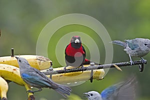 Crimson-collared Tanager, Ramphocelus sanguinolentus, scene at a feeding station