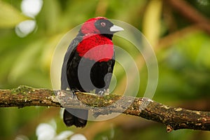 Crimson-collared Tanager - Ramphocelus sanguinolentus is small Middle American black and red song bird, sometimes own as