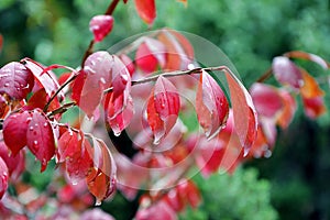 Crimson color of leaves of winged euonymus with water droplets after rain in autumn