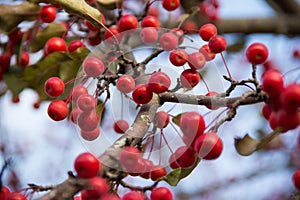 Crimson colored berries