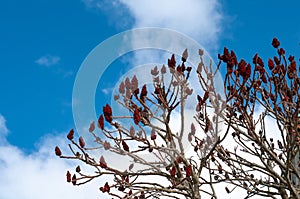 Crimson colored cone shaped drupes of a staghorn sumac