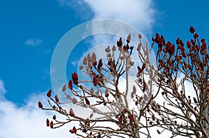 Crimson colored cone shaped drupes of a staghorn sumac photo