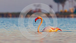 Crimson Colored Greater Flamingo