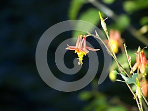 Crimson Columbine Wildflower