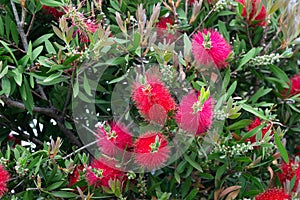 Crimson cylinder cleaner in full bloom on the bush, Callistemon Citrinus