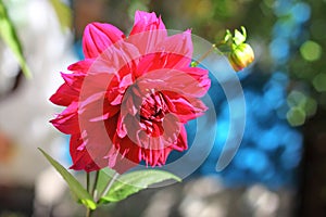 Crimson dahlia flower closeup